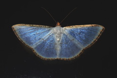 Leuciris fimbriaria