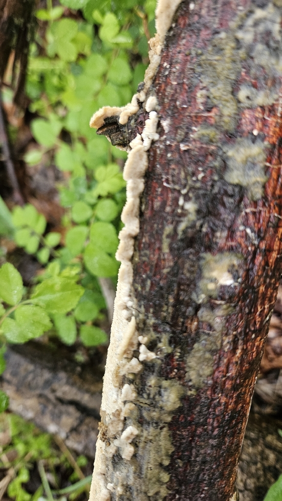 Irpex lacteus · April 2026 · photo: © rust_bucket (iNaturalist, cc-by)