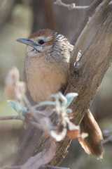Sphenoeacus afer natalensis