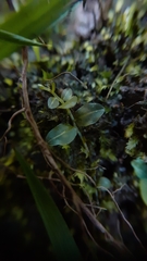 Plagiomnium rostratum