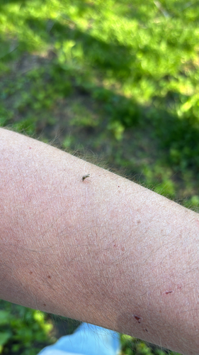 iNaturalist observation photo of Aedes