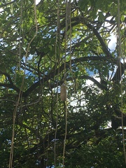 Kigelia africana