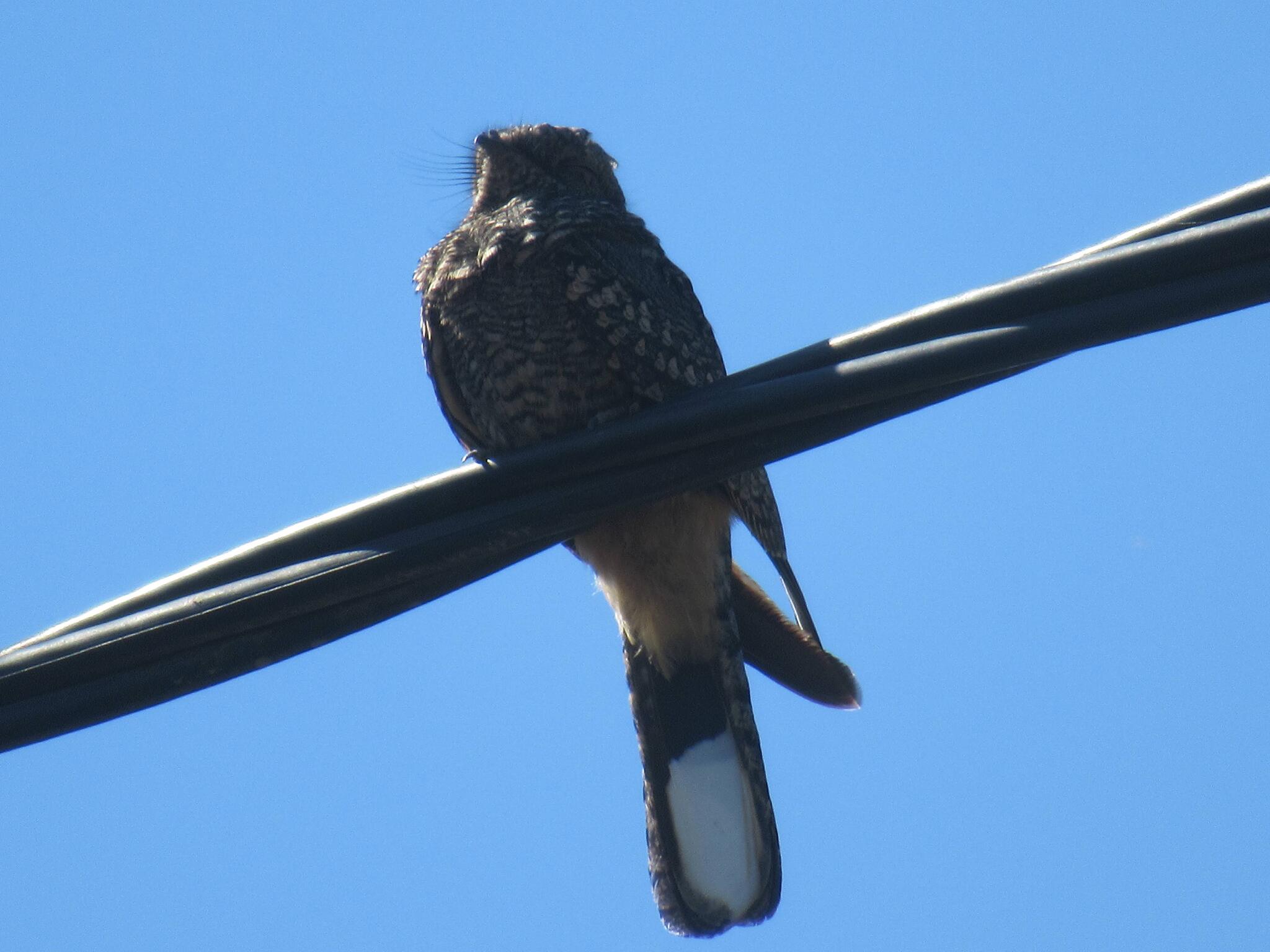 Band-winged Nightjar (Systellura longirostris), photo 5