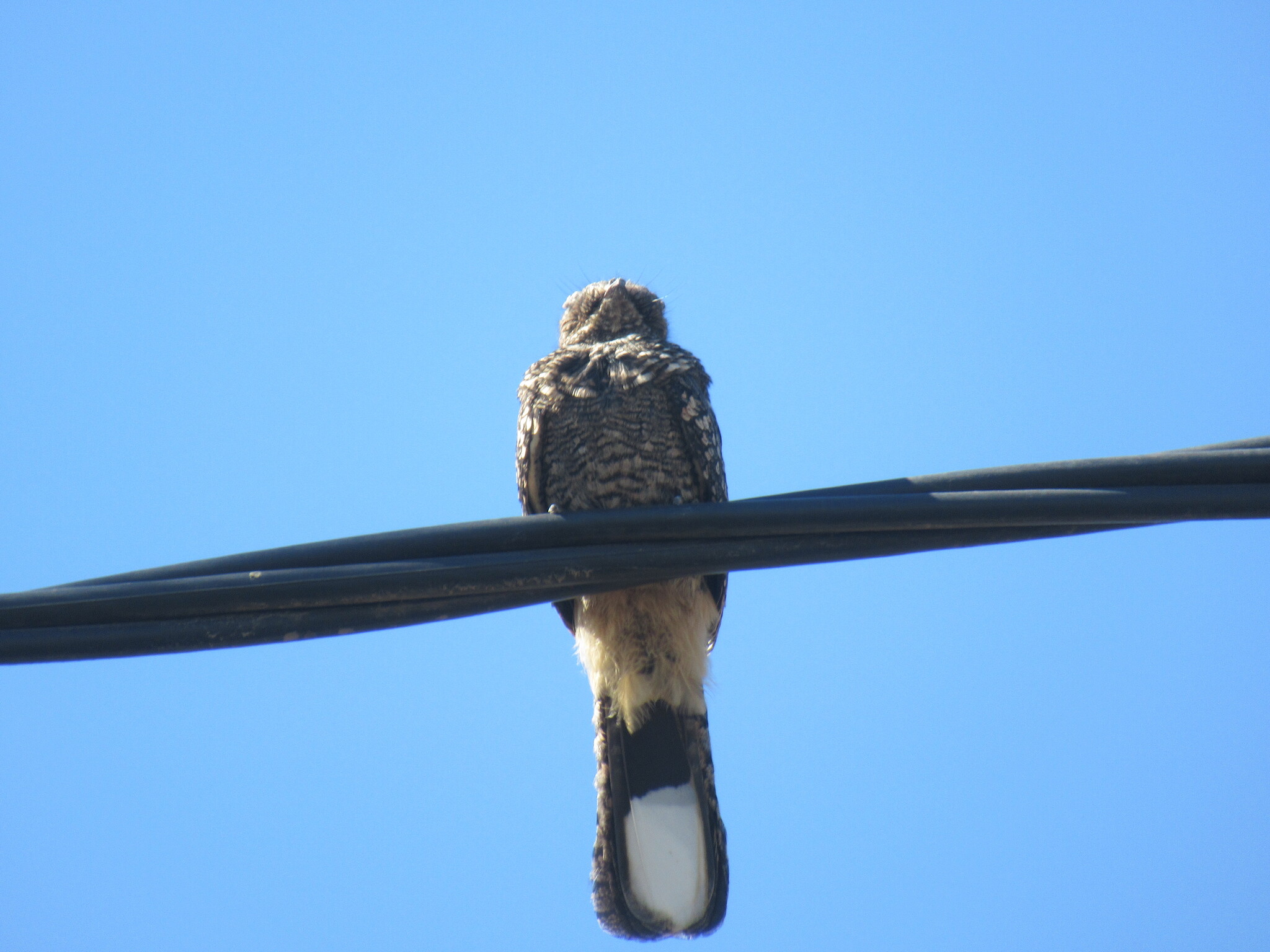 Band-winged Nightjar (Systellura longirostris), photo 6
