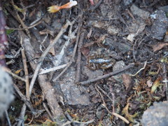 Orobothriurus huascaran