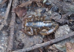 Orobothriurus huascaran