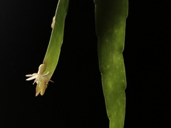 Pseudorhipsalis ramulosa