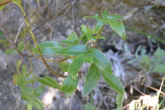 Scandia rosifolia