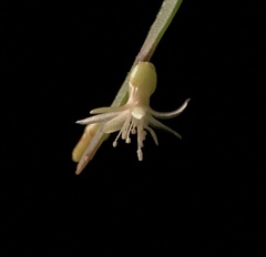 Pseudorhipsalis ramulosa