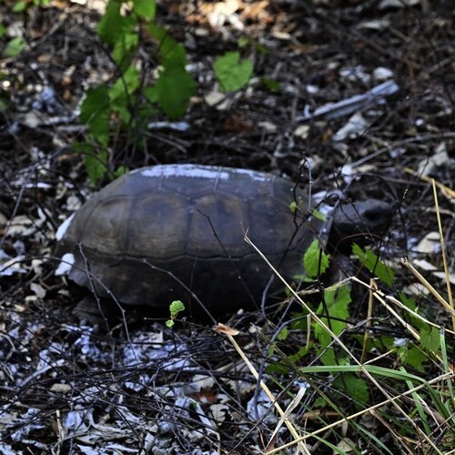Gopherus polyphemus