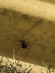 Eumesosoma