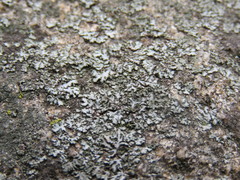 Phaeophyscia hirsuta