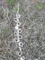 Eremopyrum orientale