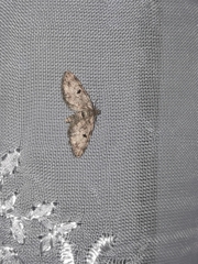 Eupithecia tantillaria