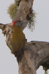 Chloropicus griseocephalus