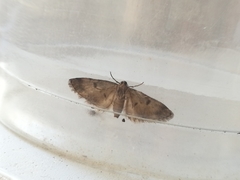 Eupithecia tantillaria