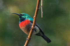 Cinnyris chalybeus subalaris