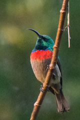 Cinnyris chalybeus subalaris