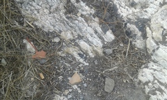 Capnodis cariosa