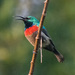 Broad Lesser Doublecollar Sunbird - Photo (c) William Stephens, some rights reserved (CC BY), uploaded by William Stephens