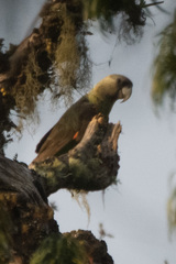 Poicephalus robustus