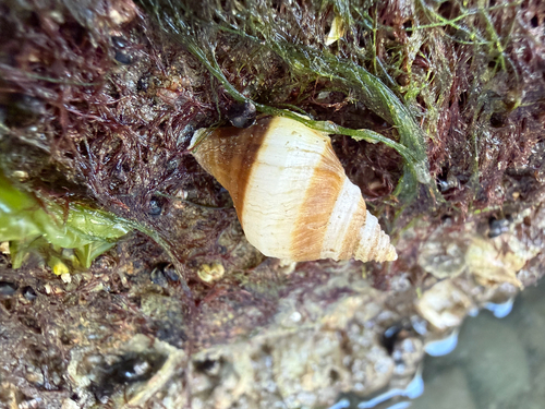 Nucella lamellosa