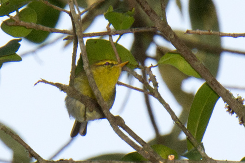 Yellow-throated Woodland Warbler (Phylloscopus ruficapilla), photo 10