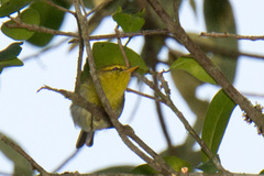 Phylloscopus ruficapilla