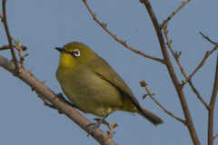 Zosterops virens virens