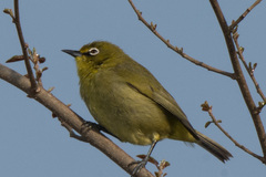 Zosterops virens virens