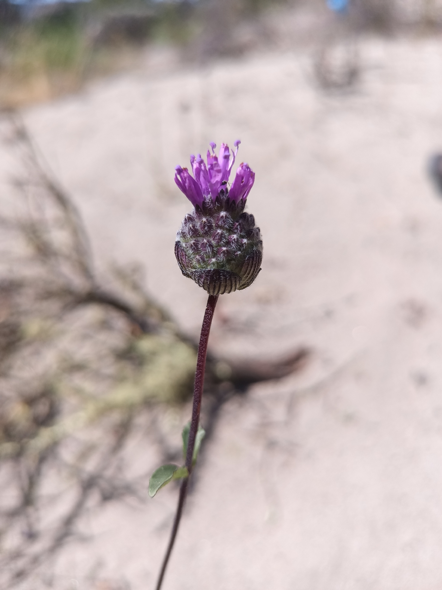 Imagem de Monardella sinuata