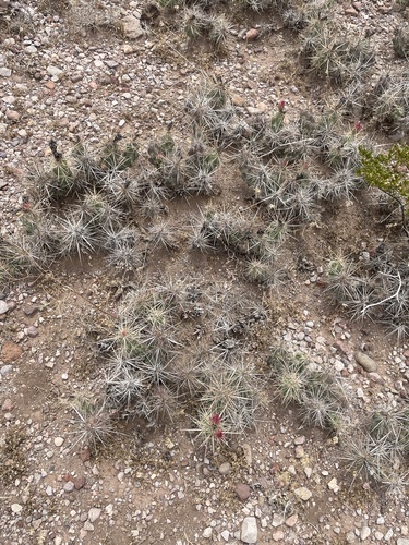Grusonia emoryi