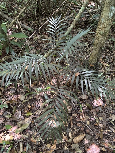 Bergpalme