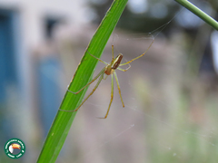 Leucauge