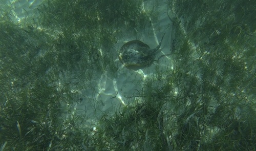 Urobatis jamaicensis