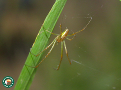 Leucauge