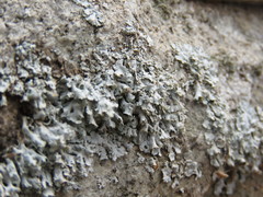 Physcia tribacia