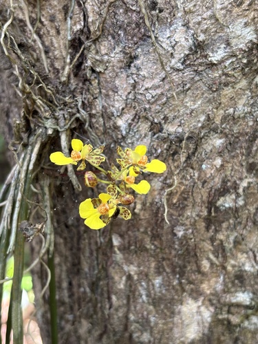 Trichocentrum ascendens, photograph 5