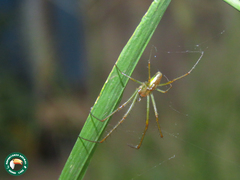 Leucauge