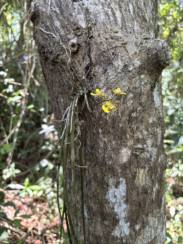 Trichocentrum ascendens, photograph 6
