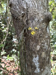 Trichocentrum ascendens, photograph (c) Daniel Acosta, some rights reserved (CC BY)