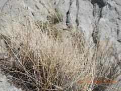 Astragalus tricarinatus