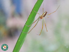 Leucauge