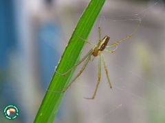 Leucauge