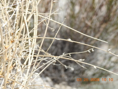 Astragalus tricarinatus