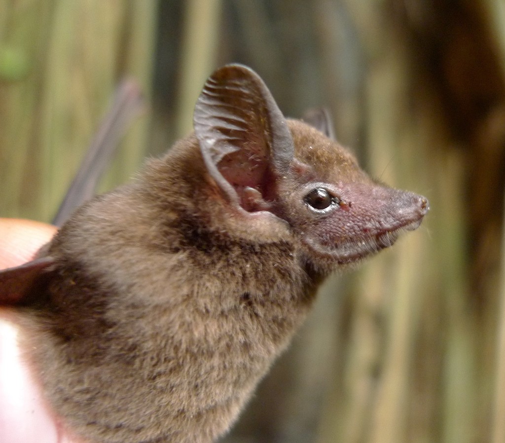 African sheath-tailed bat (Bats of Ivory Coast) · iNaturalist