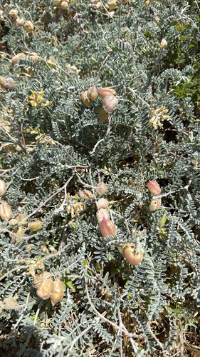 Astragalus miguelensis, photograph 4