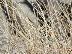Astragalus tricarinatus