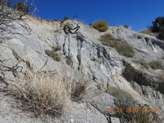 Astragalus tricarinatus