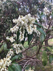 Pieris